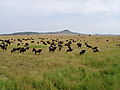 The Serengeti Migration At Rest
