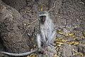 Vervet Monkey