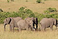 Group Of Elephants