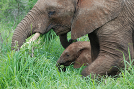 Mother And Baby Elephant