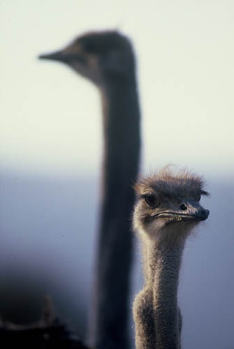 Two Ostriches Close Up