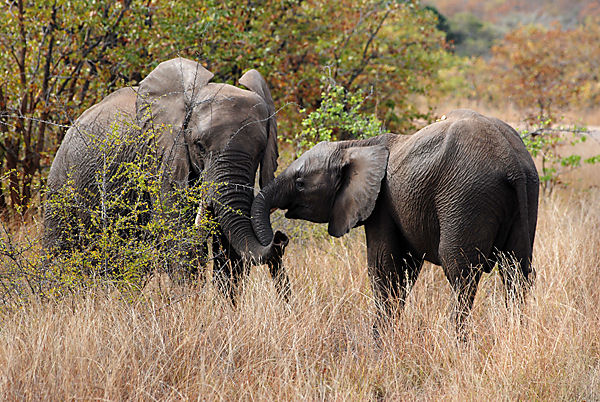 Two Teenage Elephants Playing