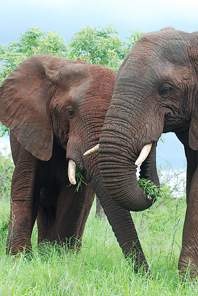 Two Teenage Elephants Playing