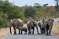 Elephants In The Kruger National Park, South Africa