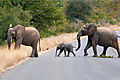 Elephants In The Kruger National Park, South Africa