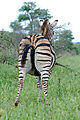 Rear-view Zebra Taking A Leak