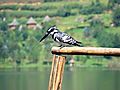 Kingfisher At Lake Bunyoni  - A Lake Of 1000 Birds