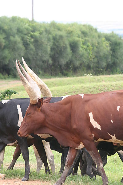 longhorn cattle