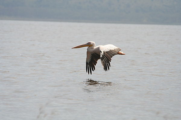 pelican