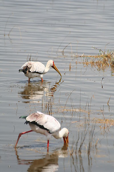 stork