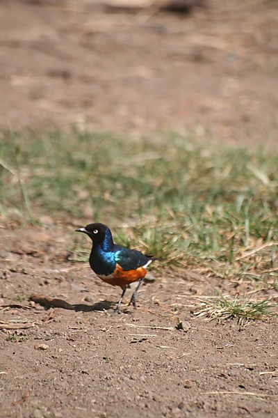 superb starling