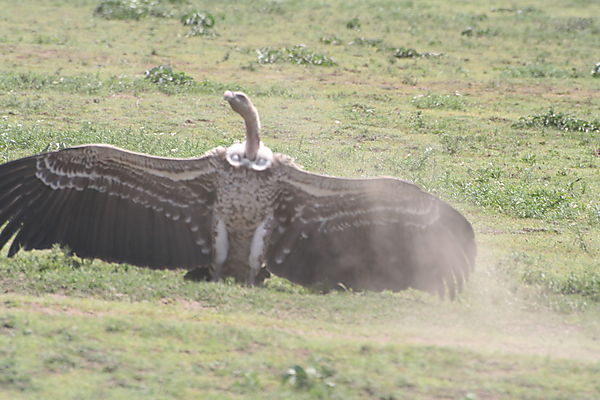vultures