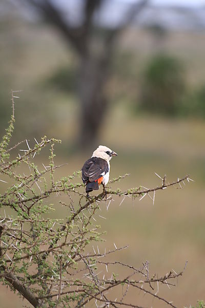 white headed buffalo weaver