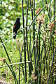 fan tailed widowbird