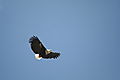 fish  eagle