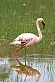 flamingoe