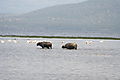 water  buffalo