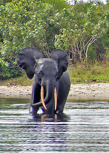 Elephant Swimming