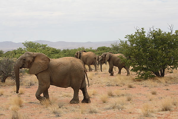 Desert elephants
