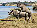 Black Rhinos