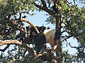 Treeclimbing goats