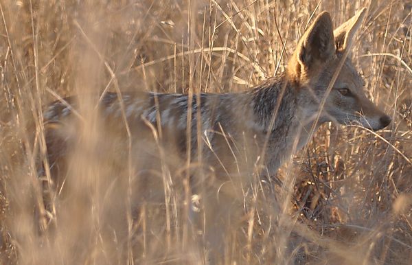 Black / Silver-backed jackal