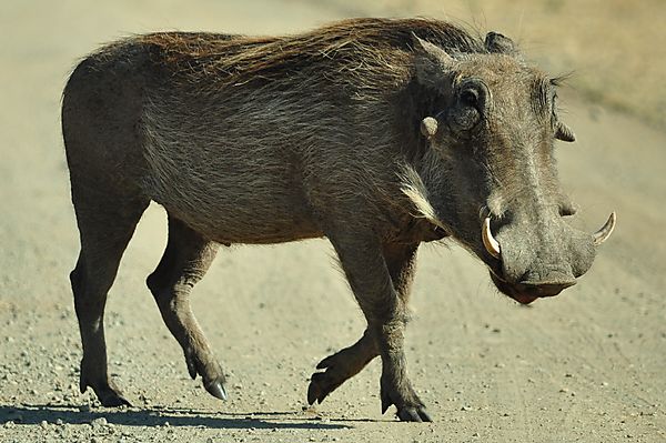 Cute ? Ugly? Tasty :) Opinions differ for this unique wild pig