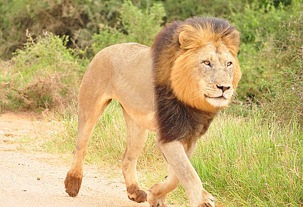 handsome lion