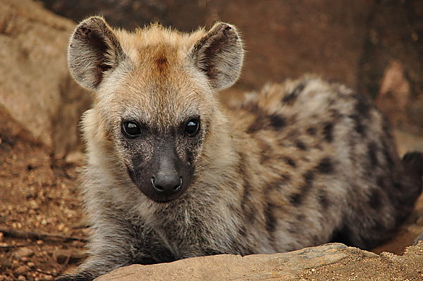 hyena