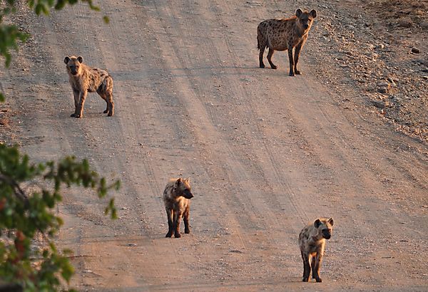 Hyena at sunrise