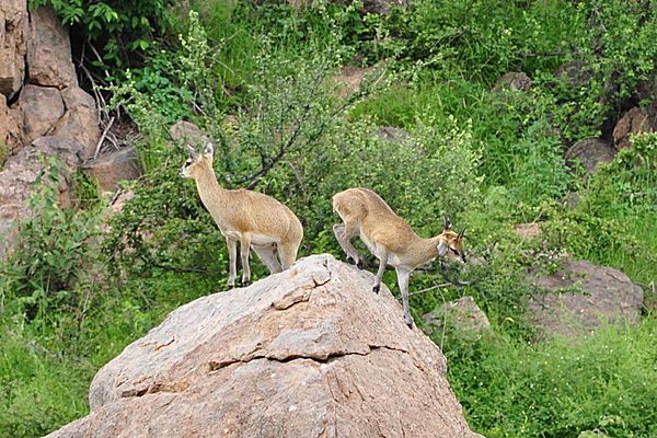 Koppie Klipspringers