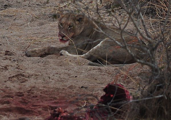 Lioness enjoying her buffalo breakfast