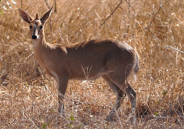 Tufty duiker ..yeah ! But which one .... red?