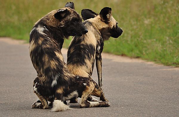 wild dogs