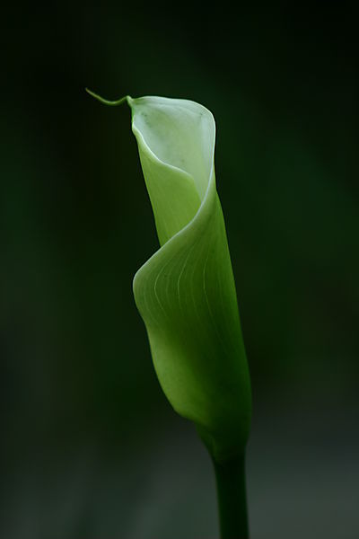 Arum Lily