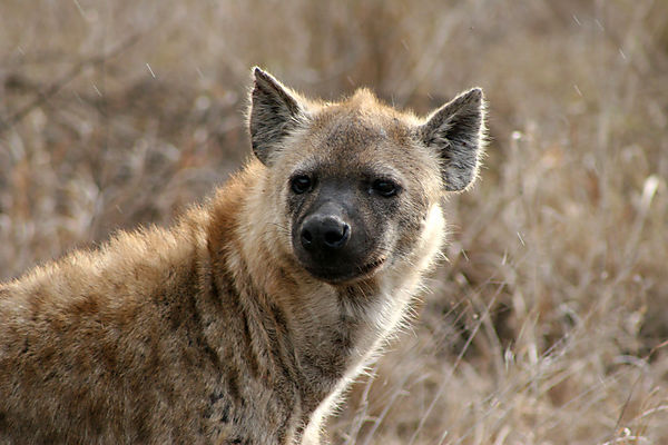 Hyena