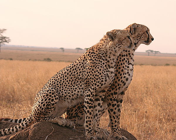 Cheetah in Serengeti National park