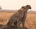 Cheetah in Serengeti National park