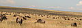 Great wildebeest Migration in Serengeti National Park