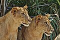 lions watching wilderbeast
