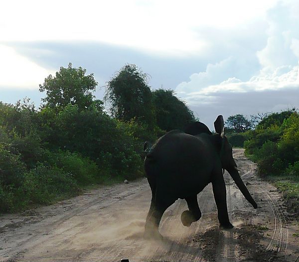 Baby Bull Elephant Playing