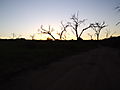 Sunset In Chobe