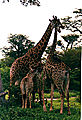 West African Giraffe