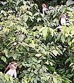 Mona Monkeys at Boabeng-Fiema sanctuary, Techiman