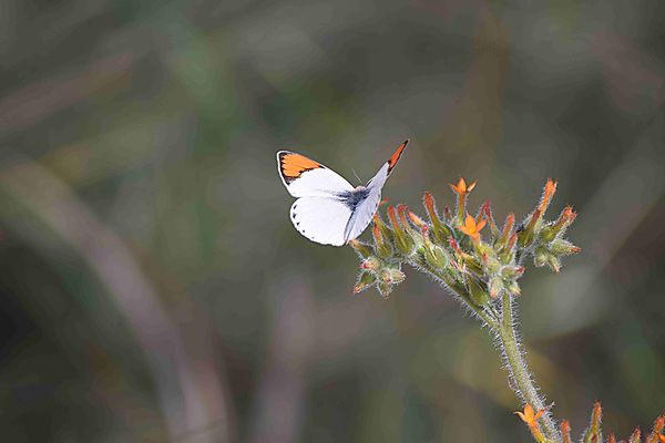 Butterfly, Kalahari orange tip on orange flower