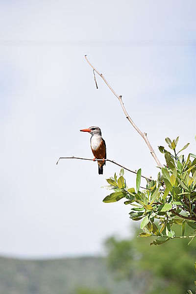 Greyhooded Kingfisher, Kruger National Park 2016.