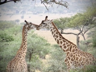 Giraffes enjoying the view