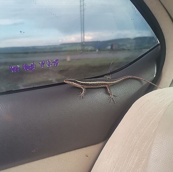 trapped lizard