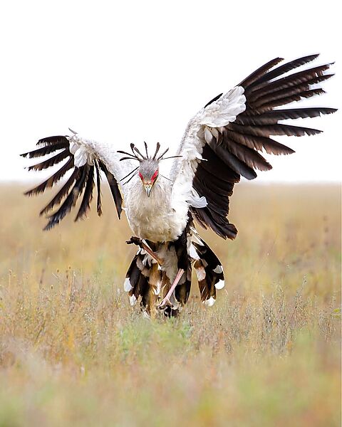 Power. Precision. Grace. 