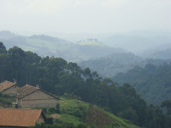 Tea Plantation Near Entrance Of Nyungwe Forest